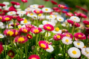 flowers-garden-colorful-colourful